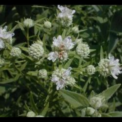 Picture of Herb Mint Mountain (Pycnanthemum Pilosum)
